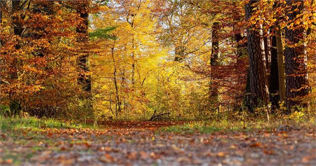 Autumn time: decoration tips from the forest