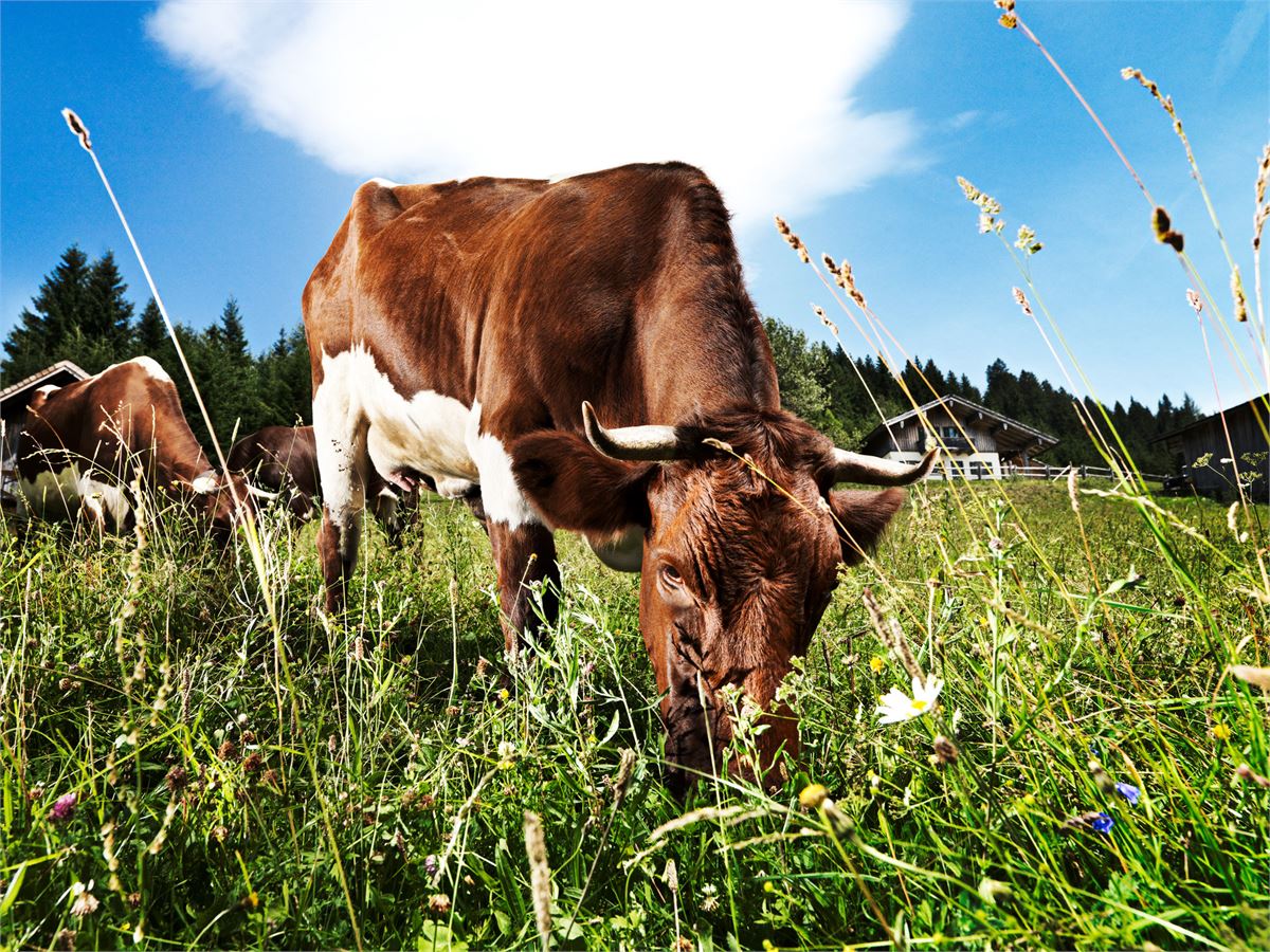Weidende Kuh in Salzburg | ©SLT- Helge Krichberger Photography