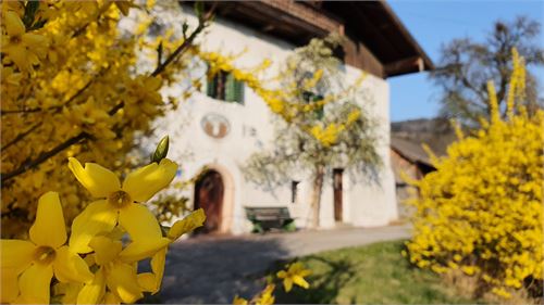 Maurerbauer im Frühling