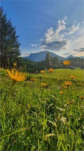 Puch bei Salzburg im Juni