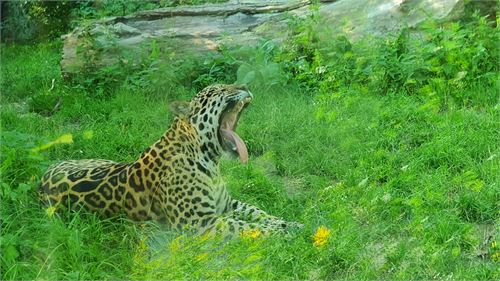 Jaguar im Zoo Salzburg