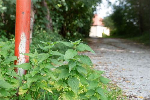 Brennnesseln in Puch Urstein