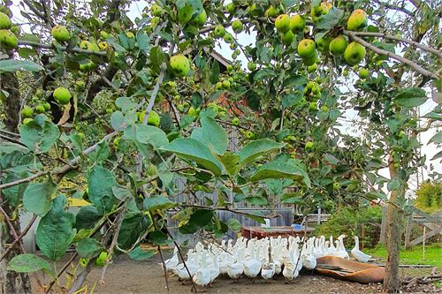 Apfelbaum mit Gansl beim Moosbauer Puch