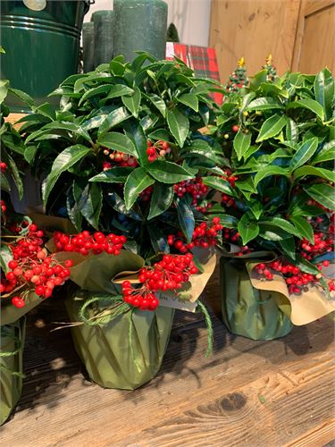 Advent aus dem Blumenladen