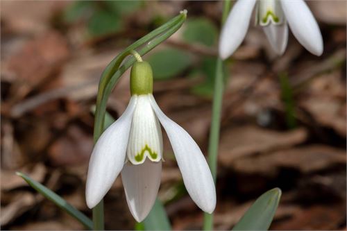 Frühling in der Pucher Au