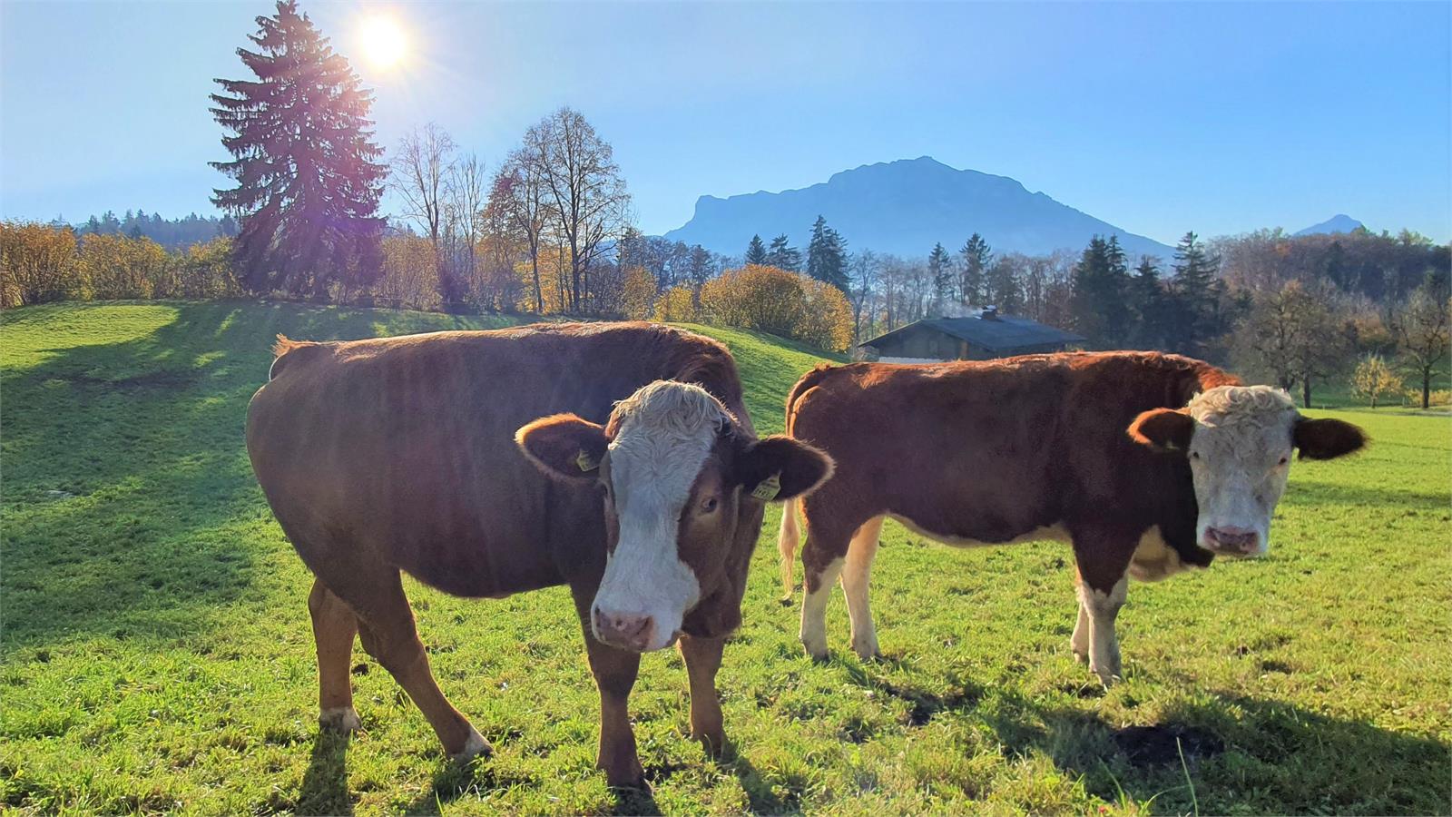 Vieh auf der Weider in Puch vor dem Untersberg | ©TVB Puch