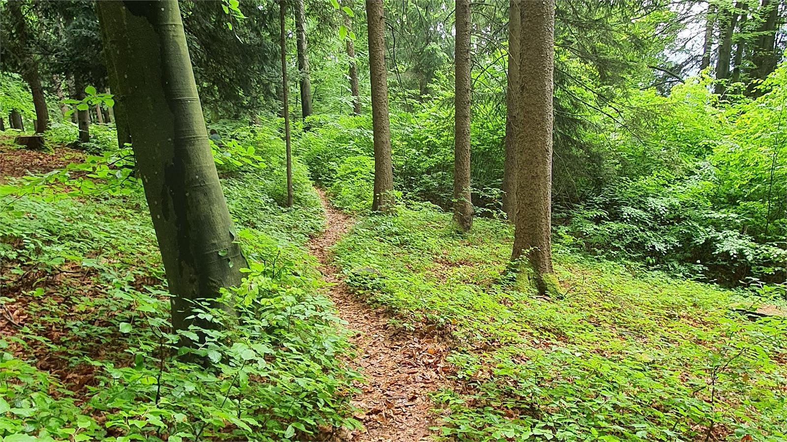 Almerberg in Puch bei Salzburg | ©TVB Puch