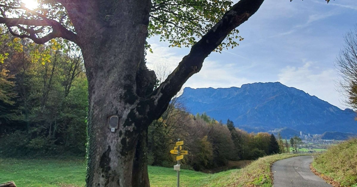 Ahorn Naturdenkmal - Schartengut Puch - Foto: TVB Puch 