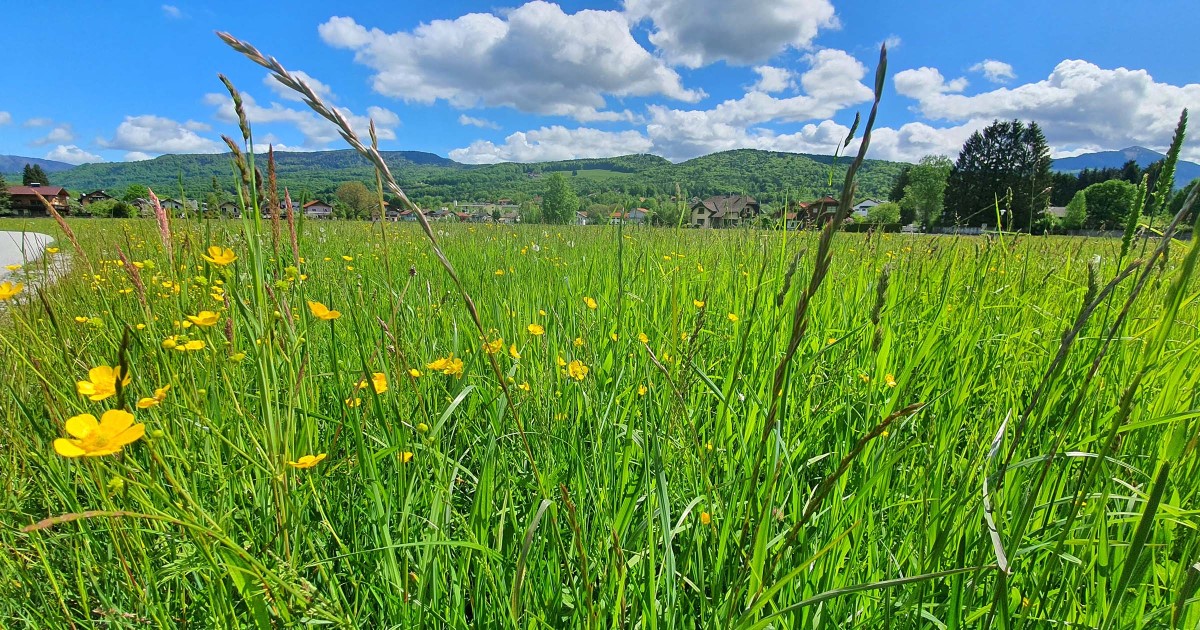 Frühling  ©TVB Puch – Gerber