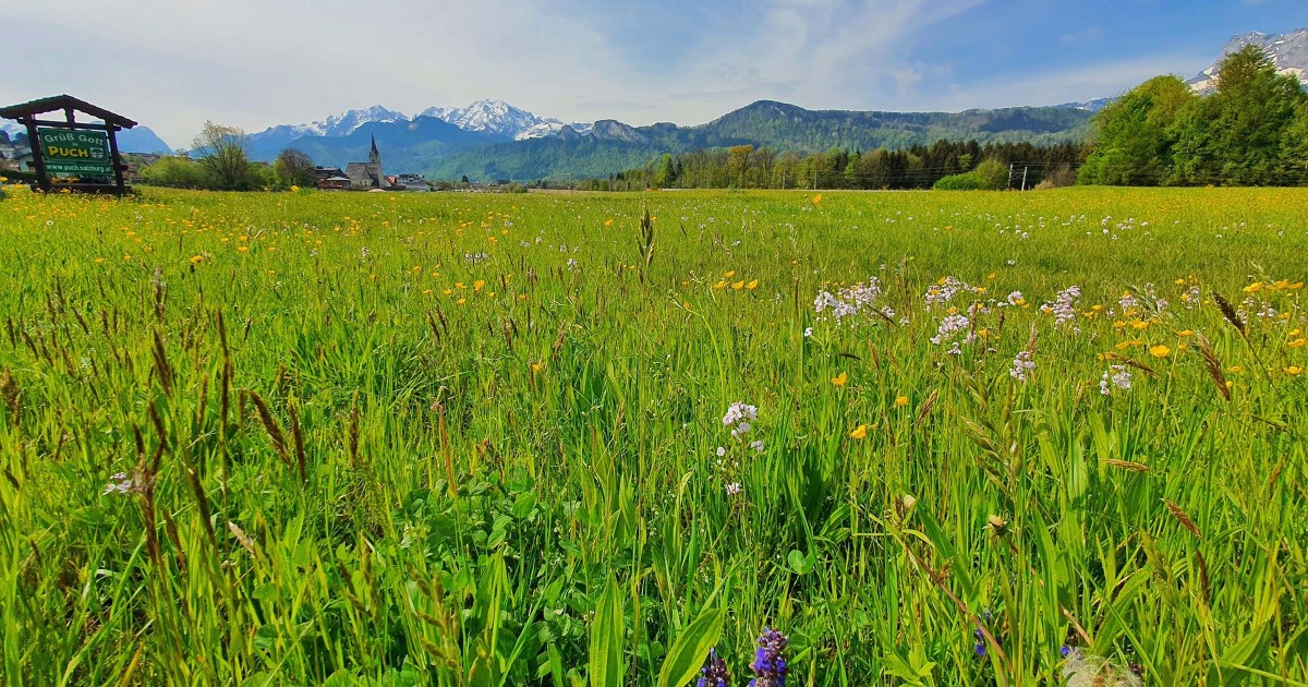 Blumenwiese Puch © TVB Puch - Gerber