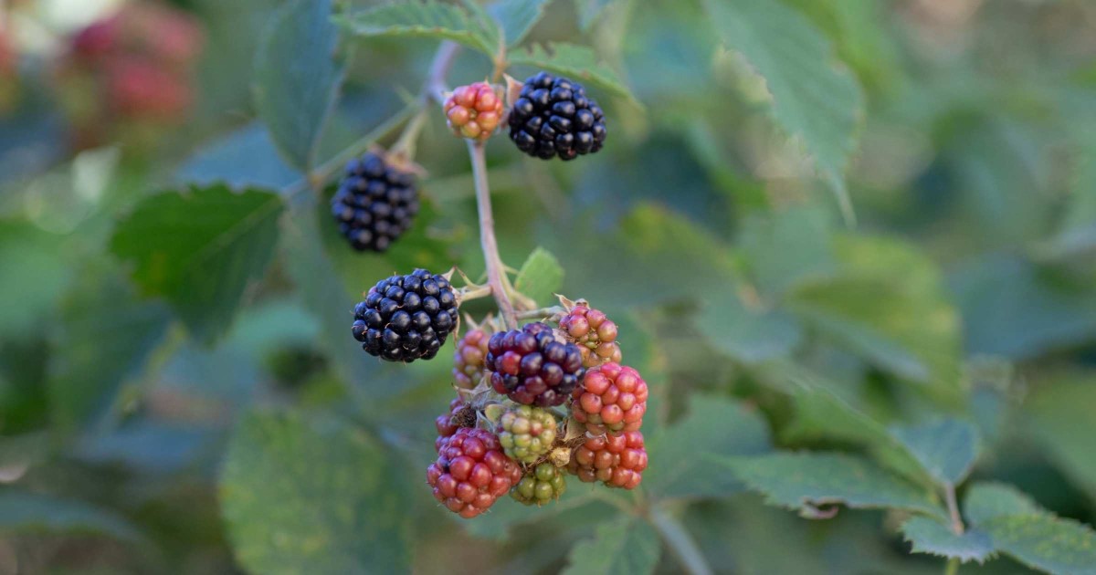 Brombeeren - Grillrezepte Wildkräuter © Silja Parke - Wildemöhre.at