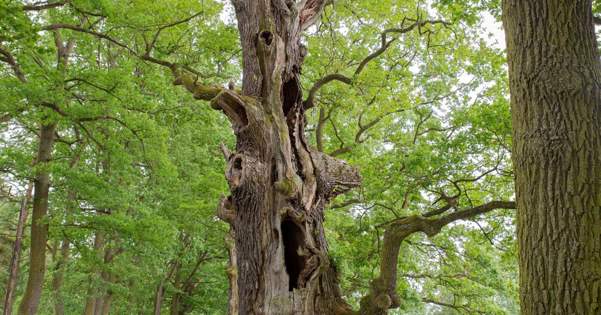 Eiche im Wald © wildemoehre.at – Silja Parke