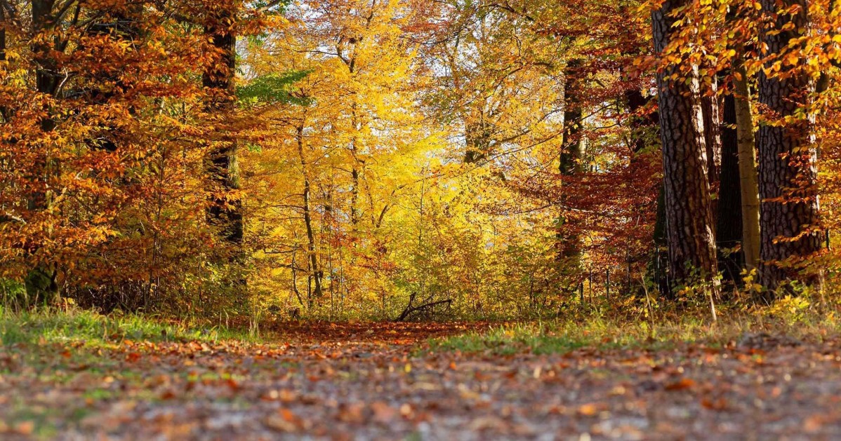 Herbstwald in Puch © wildemoehre.at – Silja Parke