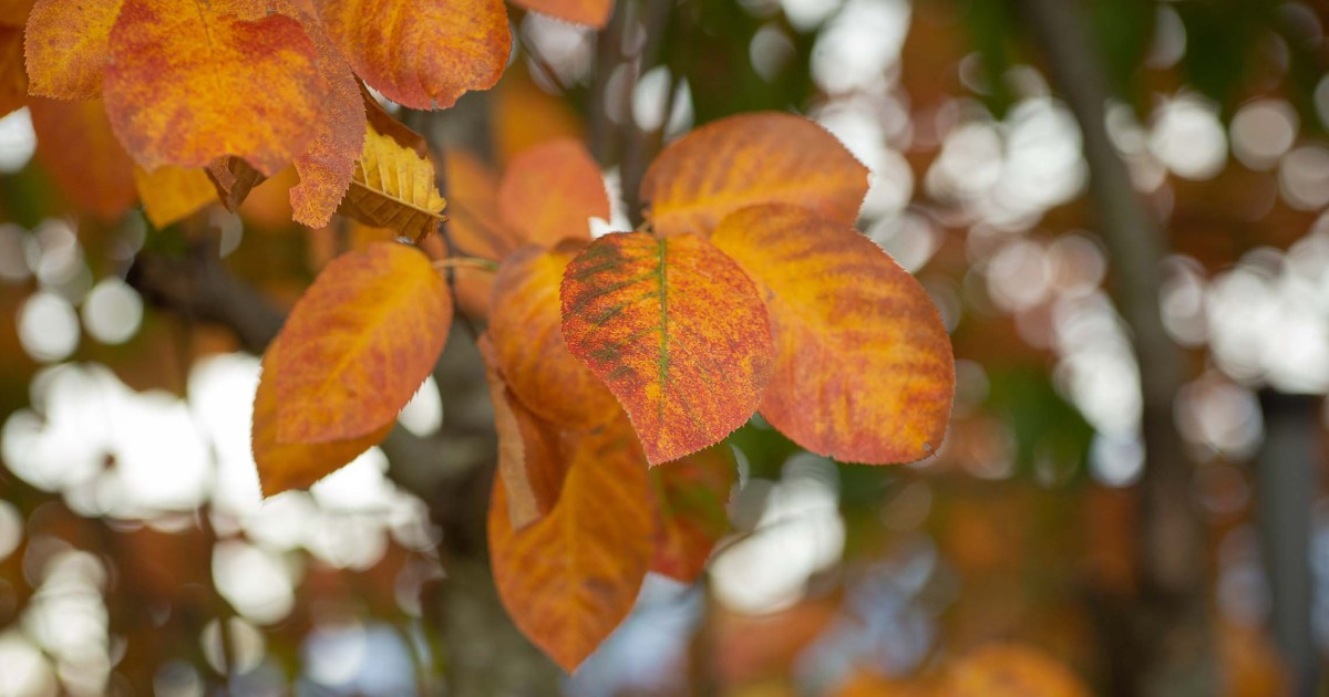 Herbstwald © wildemoehre.at – Silja Parke