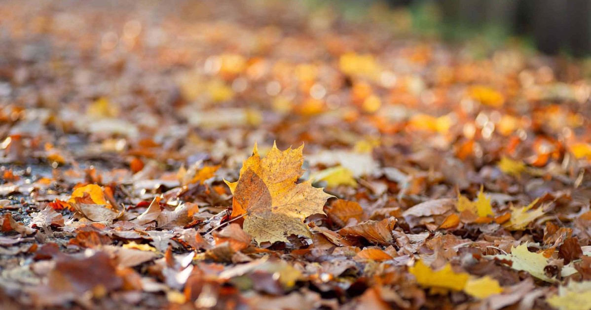 Herbst Blatt © wildemoehre.at – Silja Parke