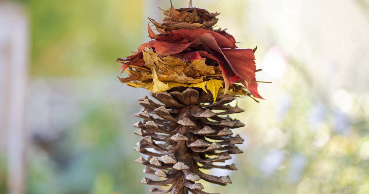 Herbst-Deko Zapfen © wildemoehre.at – Silja Parke