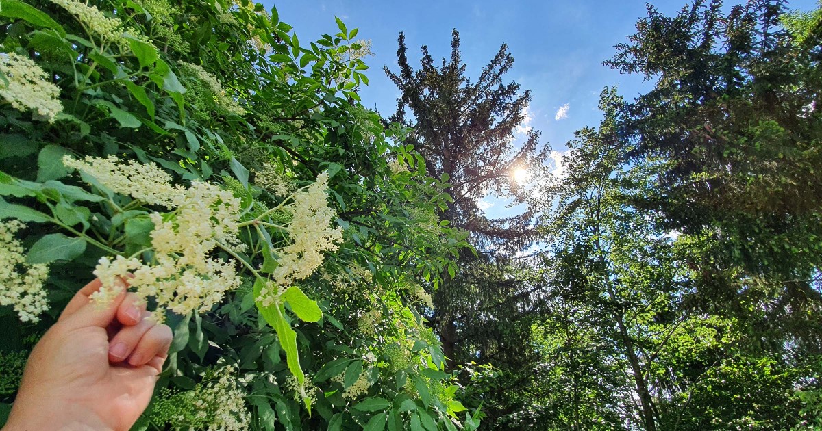 Hollerblütensirup ©TVB Puch – Gerber 