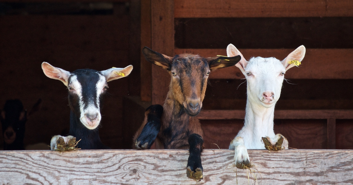 Tiere im Stall @ Canva - Susuma