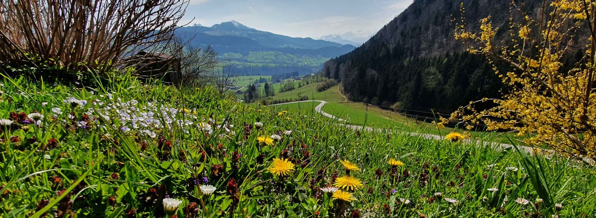 Frühlingsblick ins Wiestal ©TVB Puch