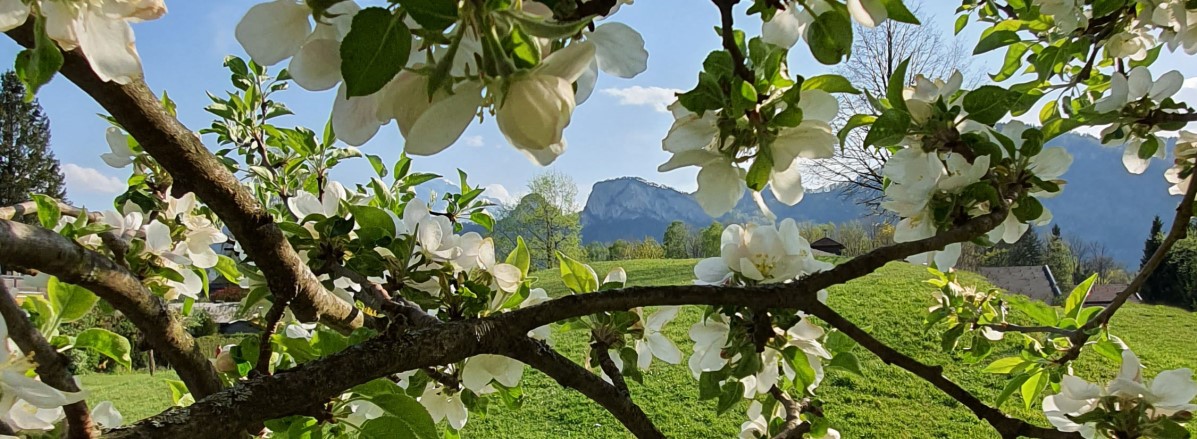 Frühlingshafter Blick von Puch auf die Barmsteine ©TVB Puch