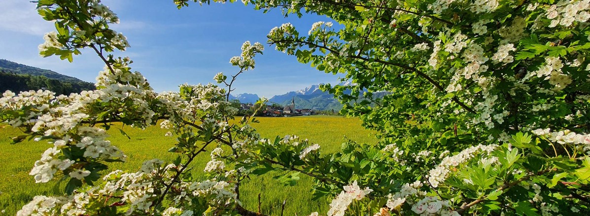 Frühlingsblick nach Puch  ©TVB Puch