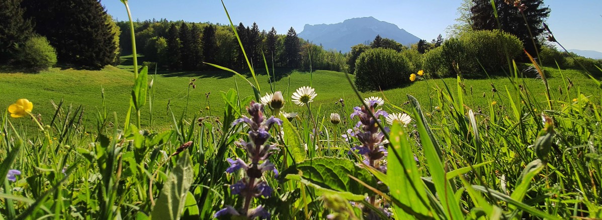 Frühlingsblick auf den Untersberg ©TVB Puch