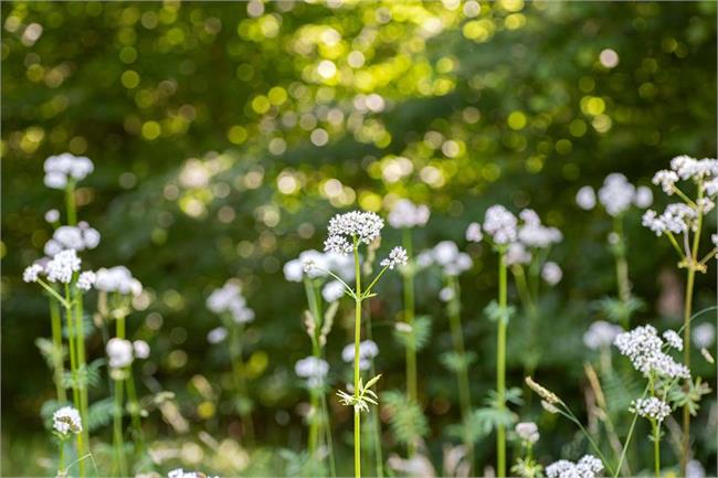 Herbal Hike & Recipe: Valerian Tincture