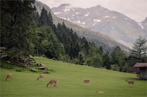 Ferleiten Game Park