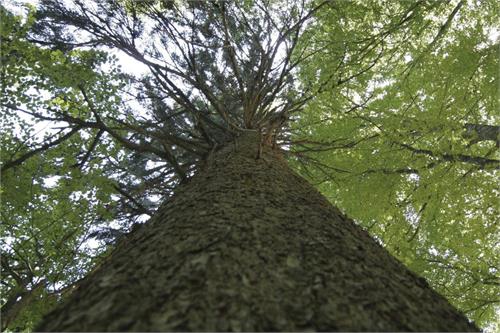 23. Foresta primordiale di Lammertal 