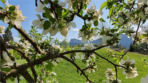 5 Fotospots: Salzburger Frühling in Puch