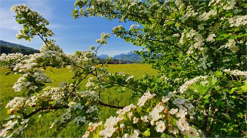 Frühlingsblick auf Puch | ©TVB Puch