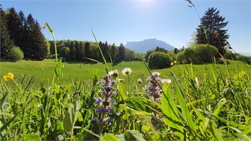 Blumenwiese St. Jakob am Thurn | ©TVB Puch