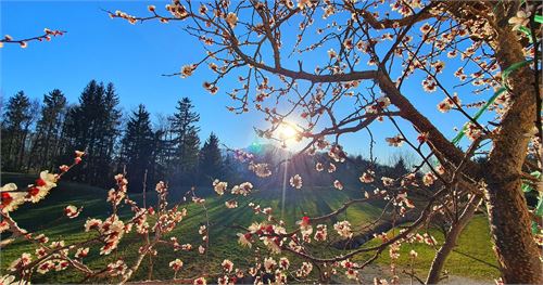 Frühlingswanderung Puch