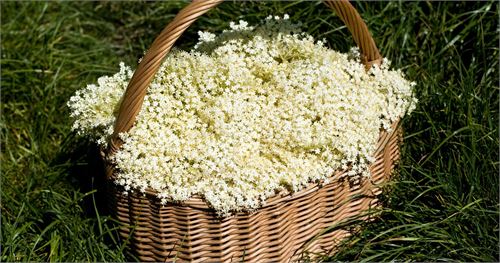 Hollerblüten 