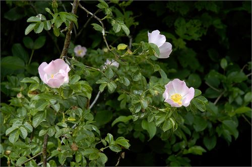 Hundsrose (Rosa canina)