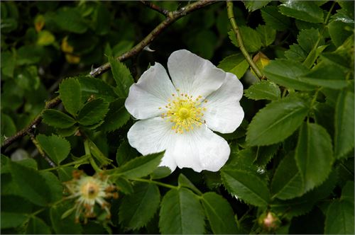 Hundsrose (Rosa canina)