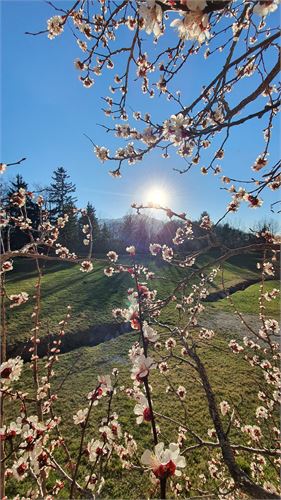 Frühling in Puch