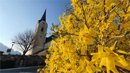 Forsythien in Puch