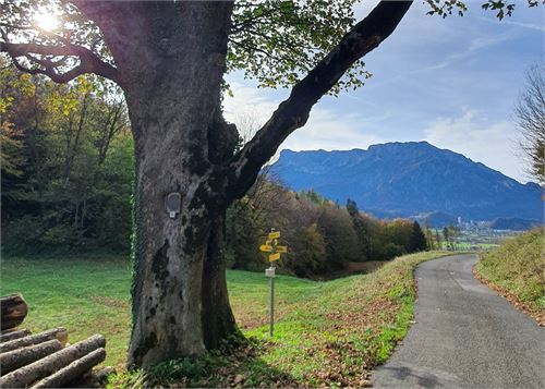 Tennengauer Wanderpass Puch - Ahornbaum