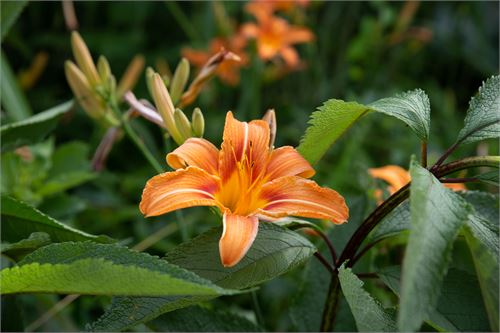 Botanischer Garten Salzburg - Taglilien