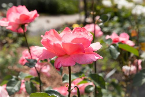Botanischer Garten Salzburg - Rosen