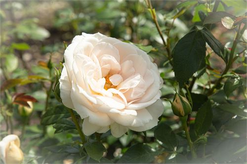 Botanischer Garten Salzburg - Rosen