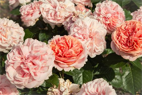 Botanischer Garten Salzburg - Rosen