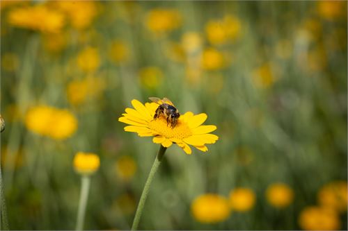 Biene - Botanischer Garten Salzburg