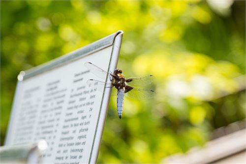 Libellen - Plattbauch: Botanischer Garten Salzburg