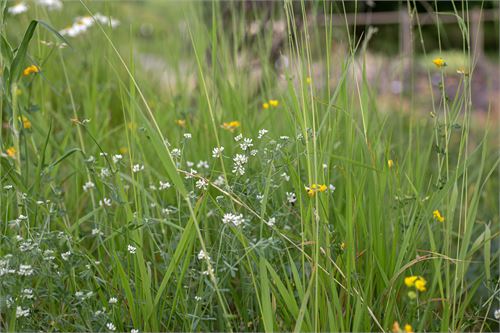 Botanischer Garten Salzburg - Deutscher Backenklee