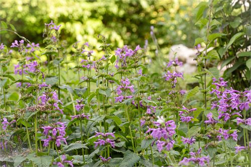 Botanischer Garten Salzburg - Betonie