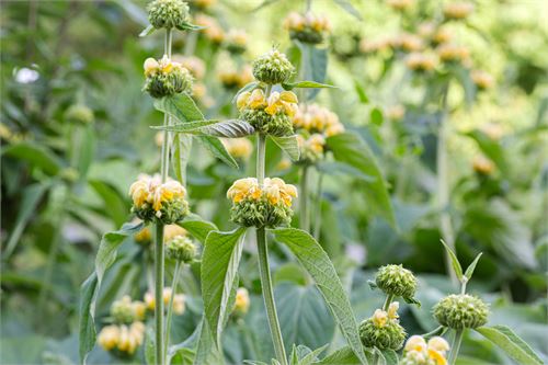 Botanischer Garten Salzburg - Brandkraut 