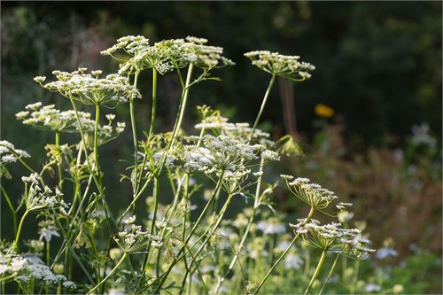 Botanischer Garten Salzburg