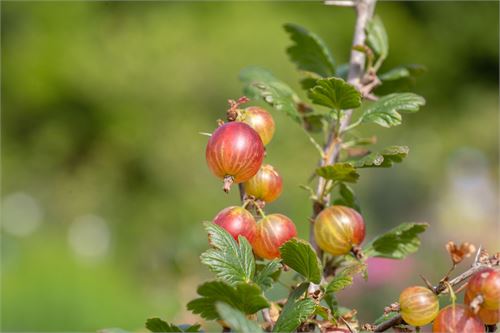 Botanischer Garten Salzburg